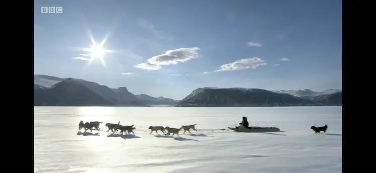 Domestic dog (Canis lupus familiaris) as shown in Frozen Planet - On Thin Ice
